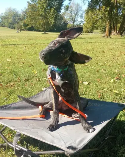Brindle puppy sitting on a raised cot at the park