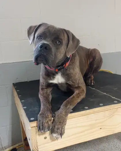 Cane corso lying on a raised place table