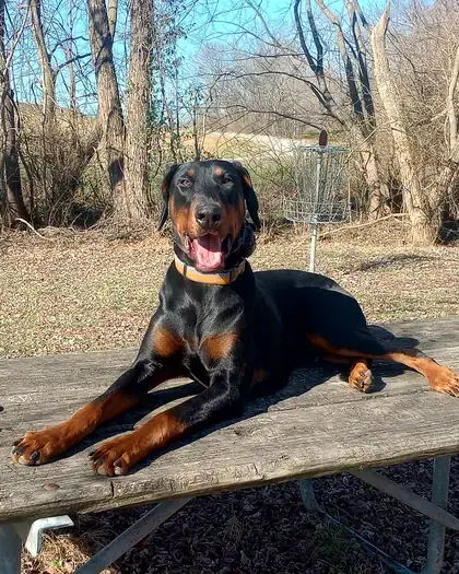 Doberman lying on a picnic table in the woods