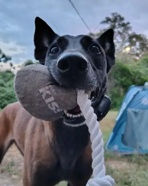 Happy dog wearing an e-collar