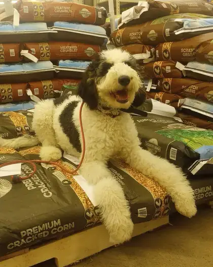 Doodle relaxing on feed bags inside a farm store
