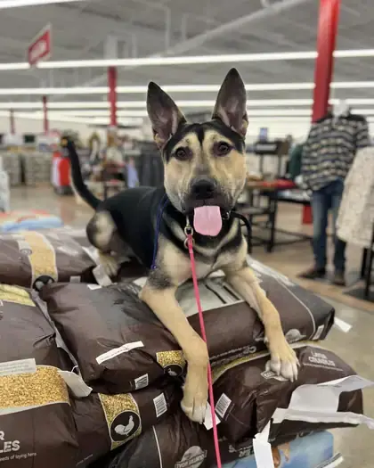 Young shepherd mix lying on feed bags in a busy store