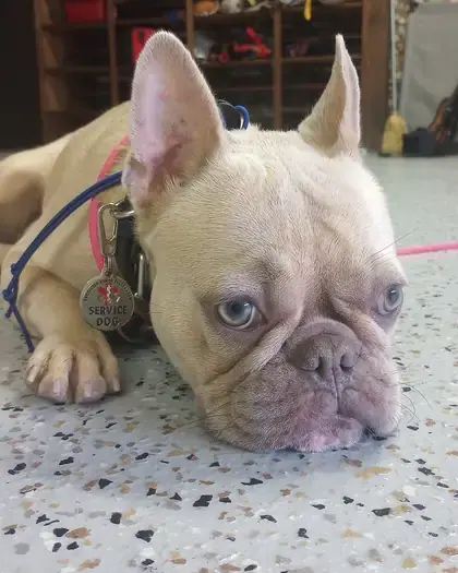 French bulldog service dog resting calmly on the floor