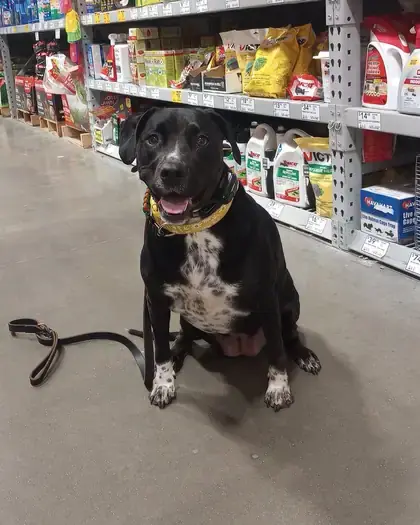 Black dog sitting politely in a hardware store aisle