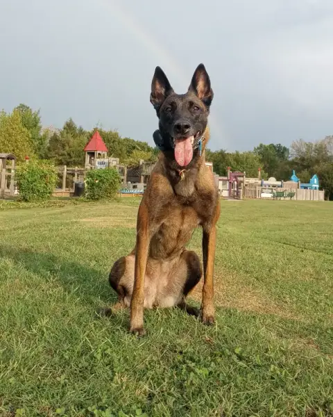 Belgian Malinois sitting calmly in a park under a rainbow