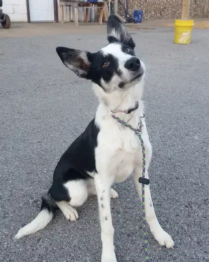 Black and white mix sitting and looking up