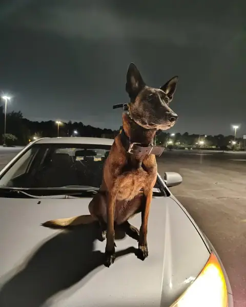 Malinois sitting calmly on the hood of a car at night