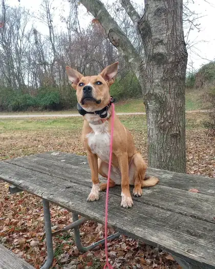 Puppy sitting on a picnic table on a loose leash
