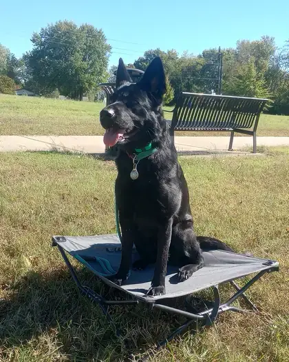 Black shepherd sitting on a cot at the park