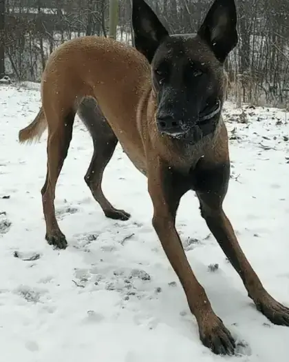 Malinois playing in the snow