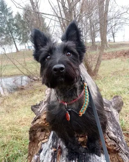 Small black terrier standing on a log at the park